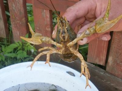 Прикрепленное изображение: P5260730.JPG